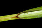 Hairyfruit sedge